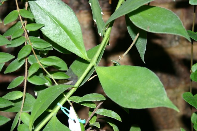 http://www.cloudjungle.com/cloudjungle/gesneriaceae/aeschynanthus/aeschynanthus noid leaves.jpg